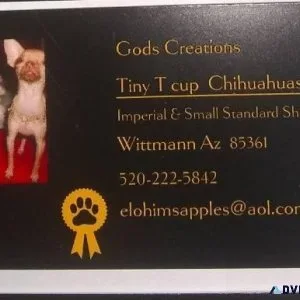 AKC Adult Female Imperial Shih Tzu
