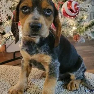 Ckc reg Beagle puppies
