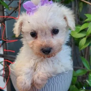 Lovely Maltipoo Puppies