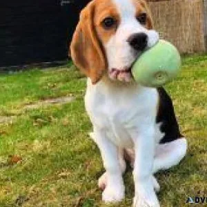 Lovely Beagel Puppies