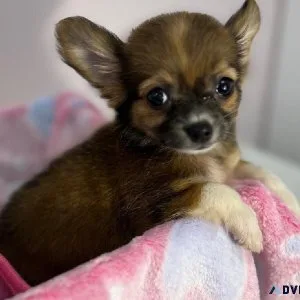 Tiny Chihuahua Puppy
