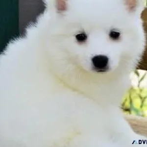 Lovely American Eskimo Pups
