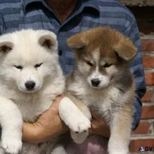 Akita Inu Puppies