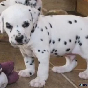 Adorable Damatian Puppies
