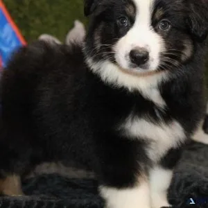 Australia Shepherd Puppy