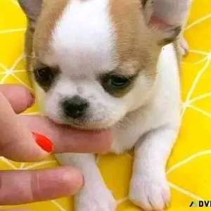 Lovely Chihuahua Puppies