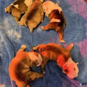 English Bulldog HEAVY CHAMPION LINEAGE