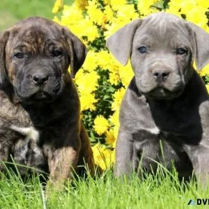 Cute Cane Corso Puppies
