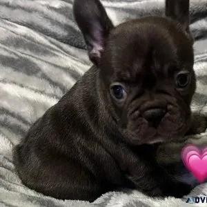 AKC Reg French Bulldog Puppies