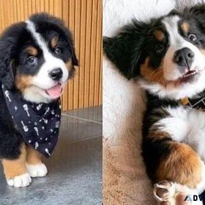 Cute Bernese Mountain Dog Puppies