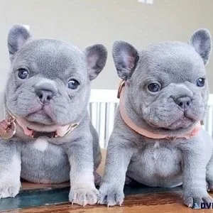 Charming Fluffy Frenchy Pups