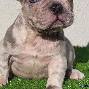 Frenchbulldog