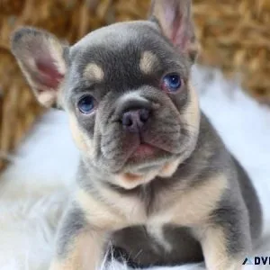 French Bulldog Puppy