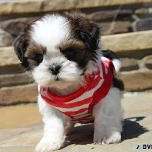 Jovial Shih Tzu Puppies