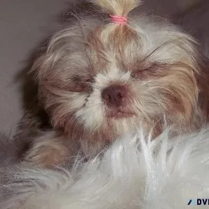 Adult AKC Imperial Female Shihtzu