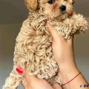Tcup Poodle Puppies