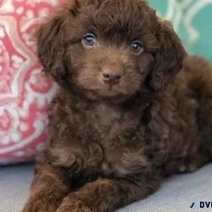 Cute Mini Goldendoodle Pups