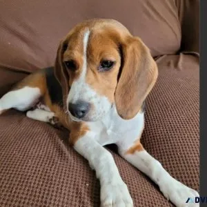 4 Months Old Female Beagle Puppy For Adoption