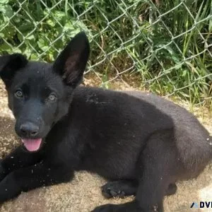 4 Months Old Female Black German Shepherd Pup For Adoption
