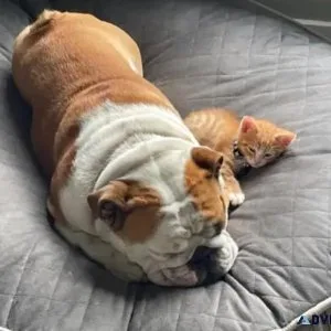 Male English Bulldog Pup For Adoption