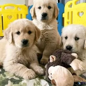 AKC golden retriever puppies for sale