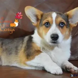 Trained Male Pembroke Welsh Corgi Puppy For Adoption