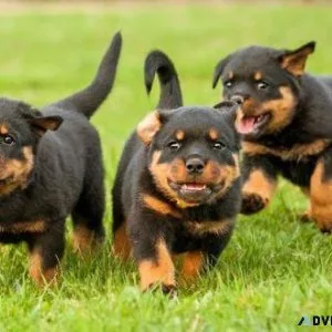 AKC Rottweiler Puppies available