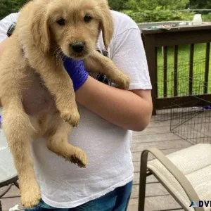 Adorable healthy Golden Retriever