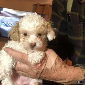 Tiny Toy Poodles