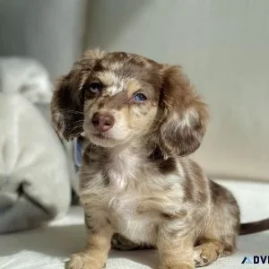 Dachshund puppies for sale