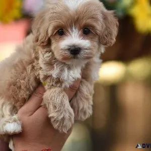 maltipoo puppies for adoption