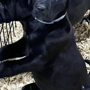 Beautiful Labrador retriever pups