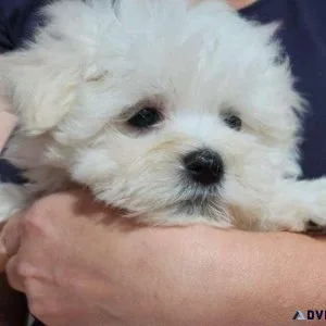 dbh Gorgeous Maltese puppies