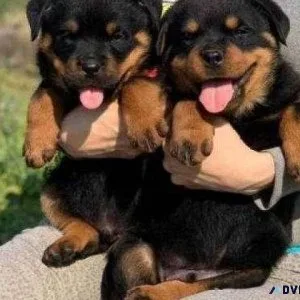 Rottweiler Puppies for sale