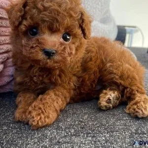 Cute Tcup Poodle Puppies