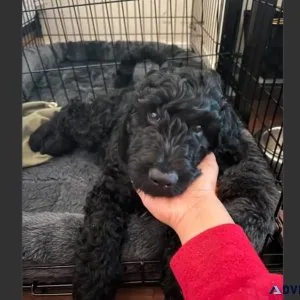 4.5 months old Black Male Bernedoodle Puppy For Adoption
