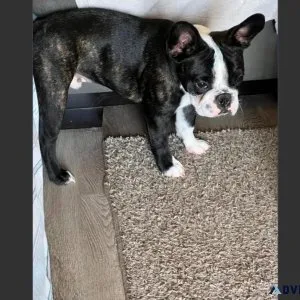 7 Months Old Male French Bulldog Pup For Adoption