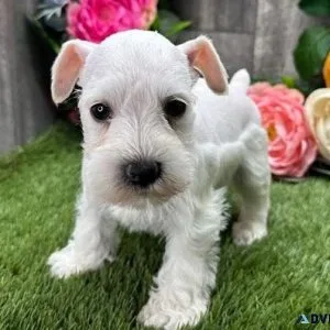 AKC reg. Miniature Schnauzer puppies 3 boys and 2 girls