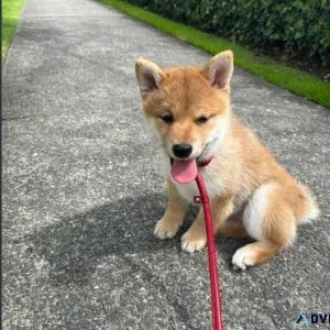 Mame Male Shiba Inu Puppy For Adoption