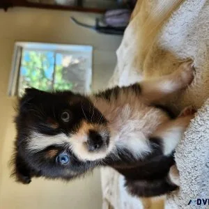Australian Shepherd puppies