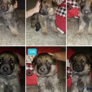 German Shepherd Puppies