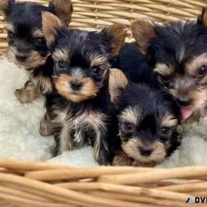 Lovely AKC Yorkshire Terrier Puppies