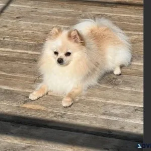 Female Pomeranian Puppy For Adoption