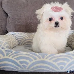 AKC reg. Maltese Puppies for sale.