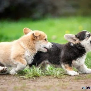AKC reg. Corgi Puppies for sale.