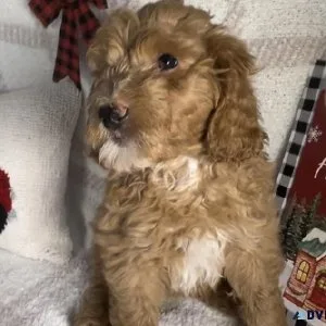 Mini Bernedoodle Puppies