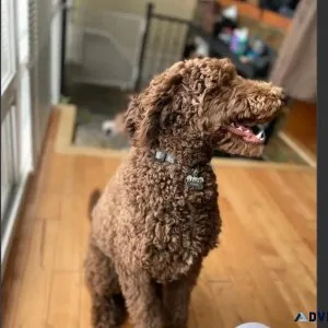 Male Chocolate Standard Poodle Puppy For Adoption