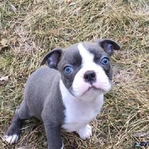 BOSTON TERRIER PUPPY FOR SALE