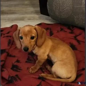Female Miniature Dachshund Puppy For Adoption