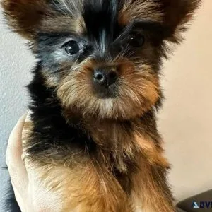Teacup Yorkie pups Ready